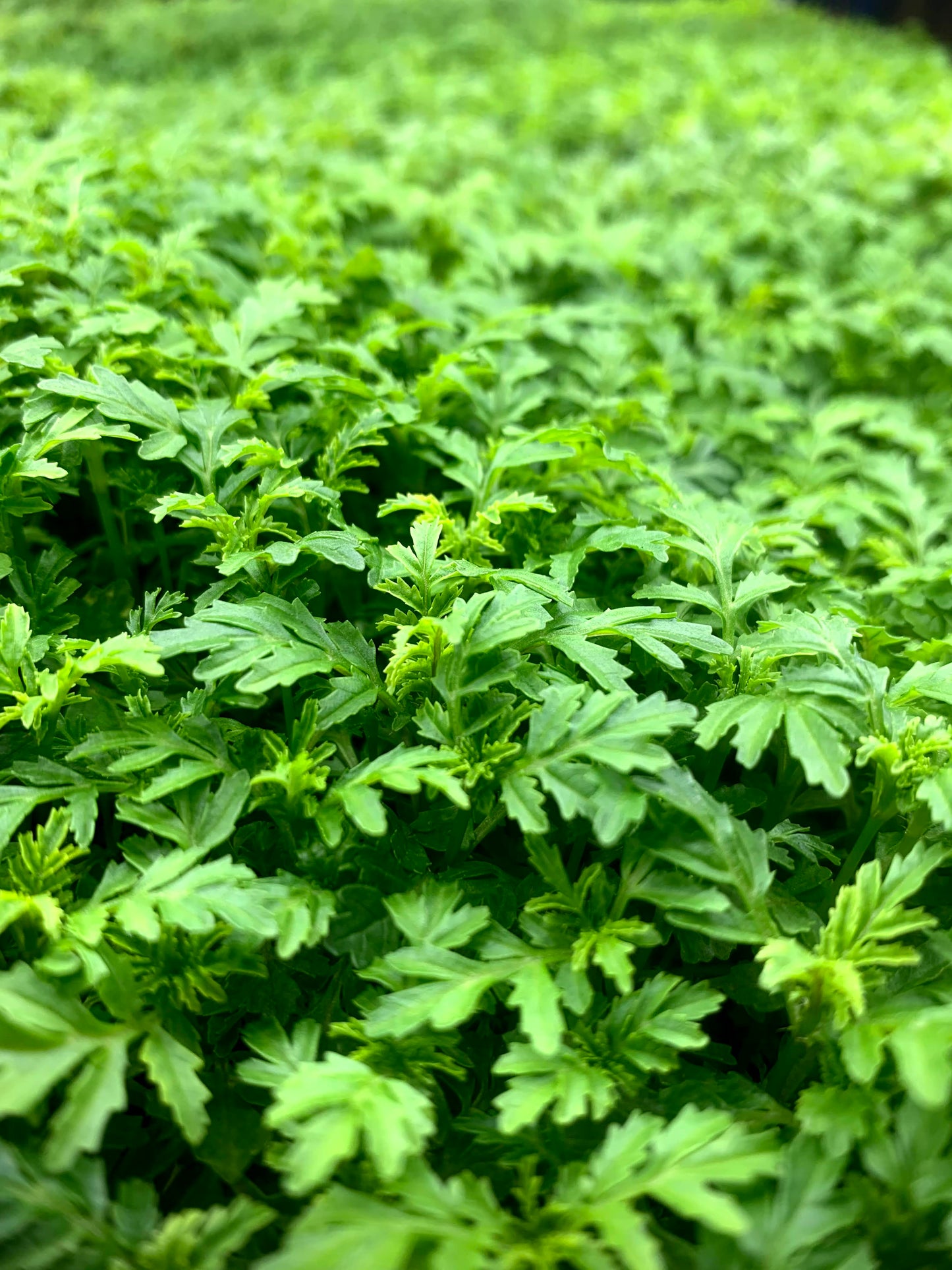 Tangerine Blast Microgreens