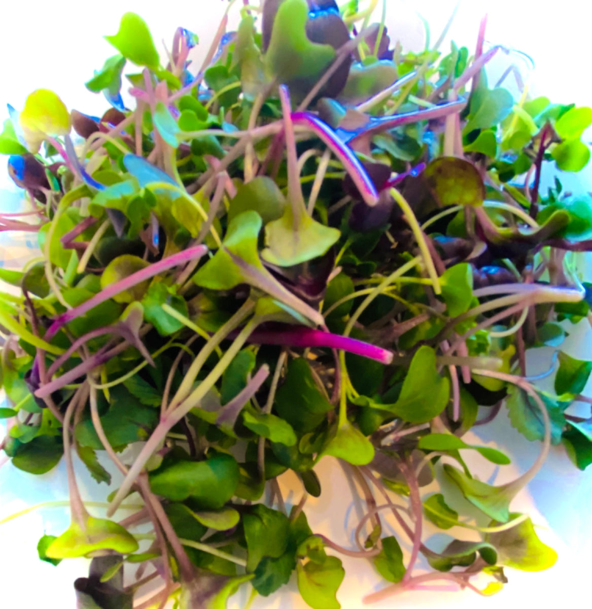 Artisan Heirloom Microgreen Salad