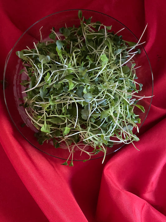 Spicy Mix Microgreen Salad