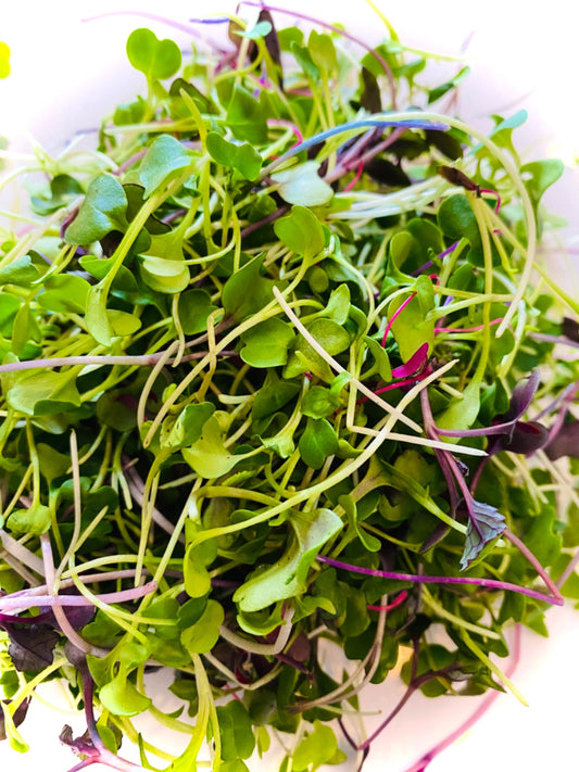 Italian Blend Microgreen Salad