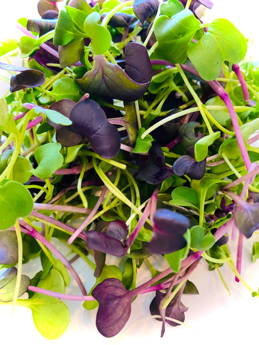 Arugula and Radish Microgreen Salad